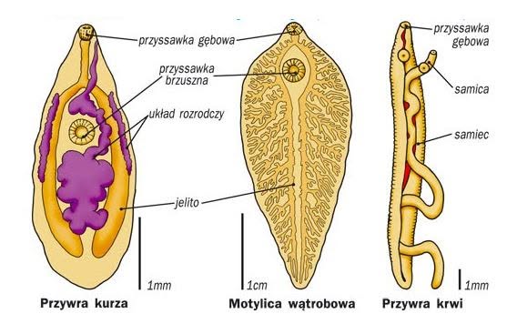 Przywra krwi: Cichy pasożyt, który prowadzi do raka