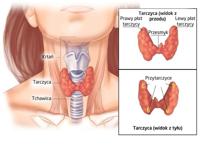 Niedoczynność tarczycy – przyczyny, objawy i wskazówki