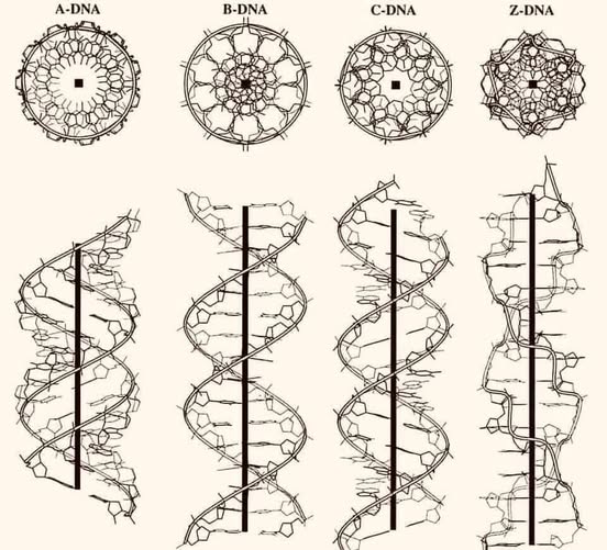 Symfonia w komórkach: Czym jest koncepcja falowego DNA?